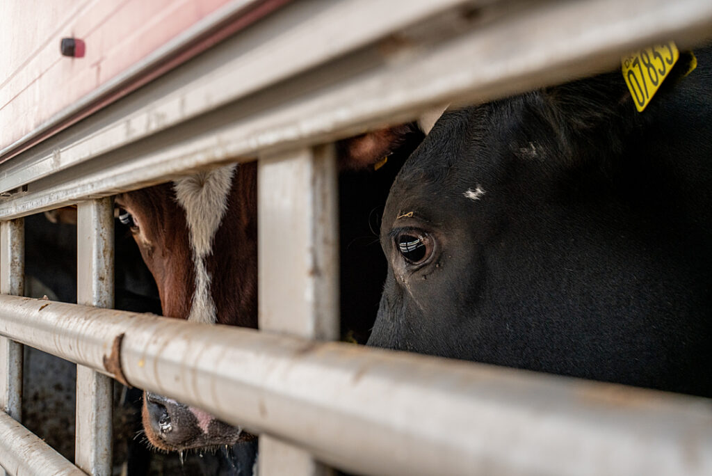 Des vaches dans une bétaillère/ We Animals Media